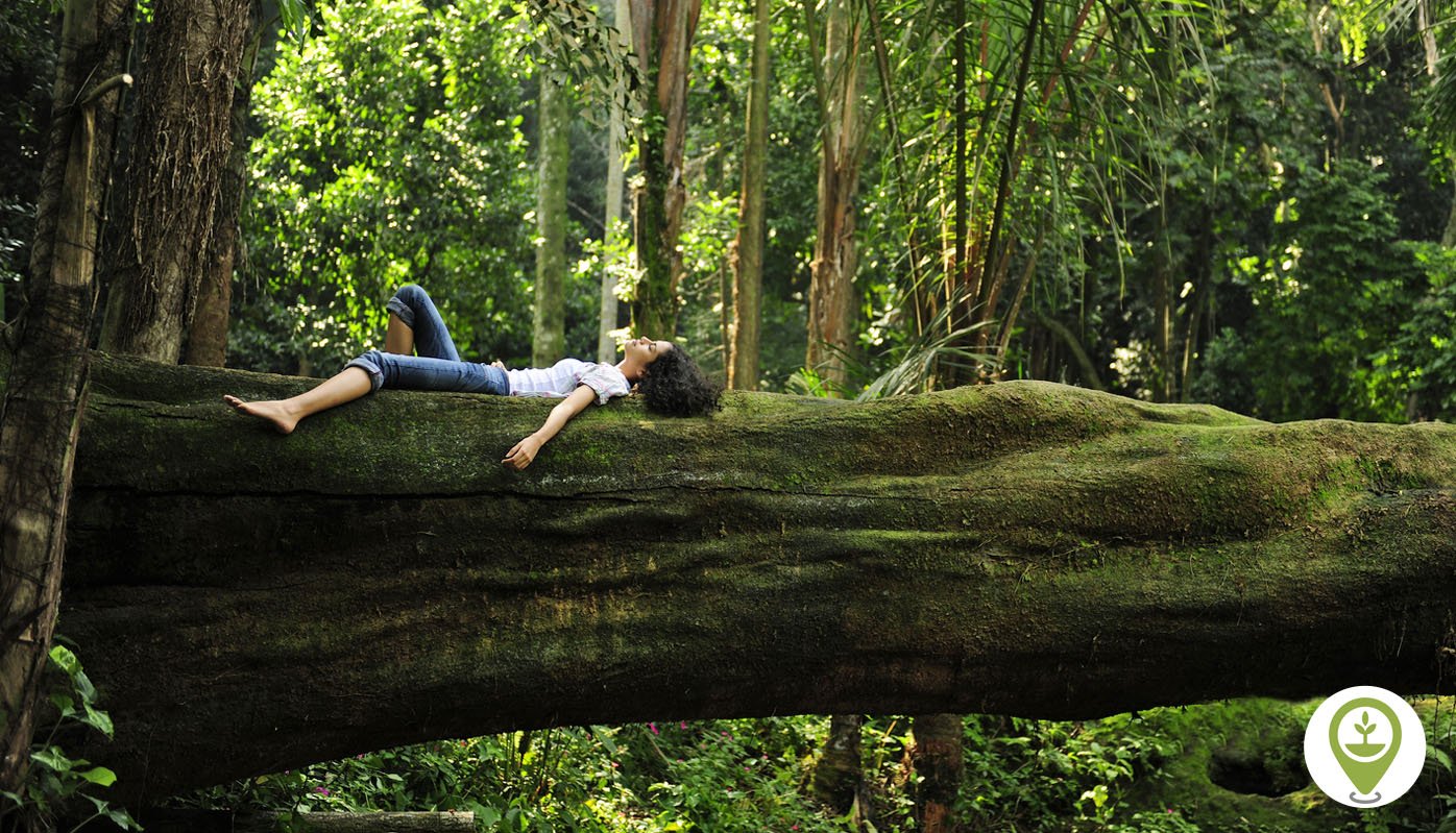 The Healing Power of Forest Bathing